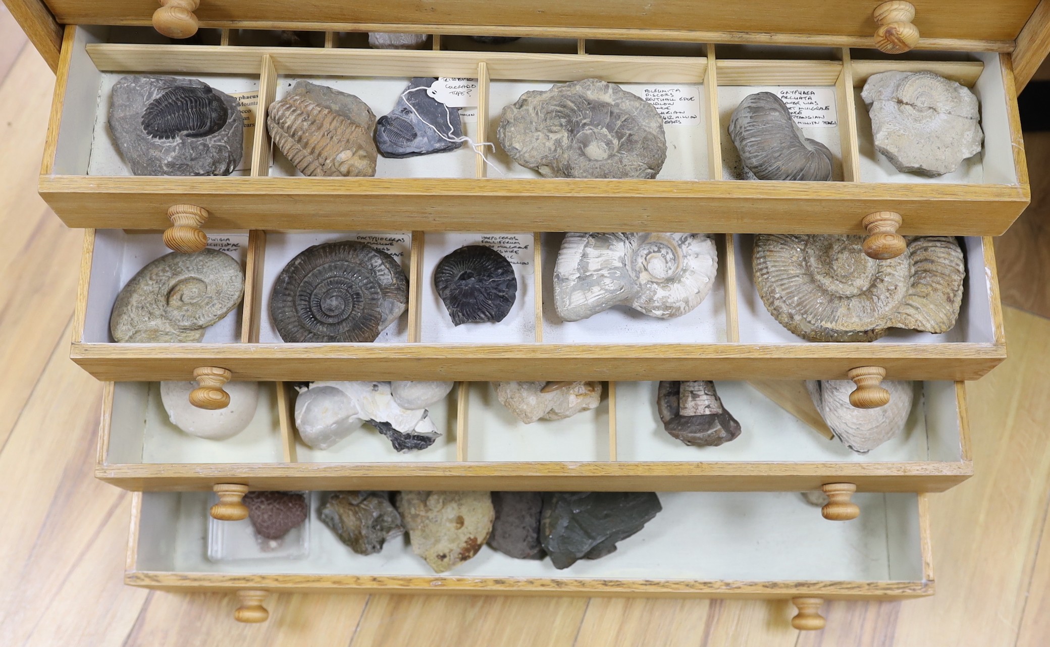 A large collection of fossil specimens, including dinosaur specimens, in an oak and pine chest of nine drawers, 69 cm high, 60 cm wide, 36.5 cm deep